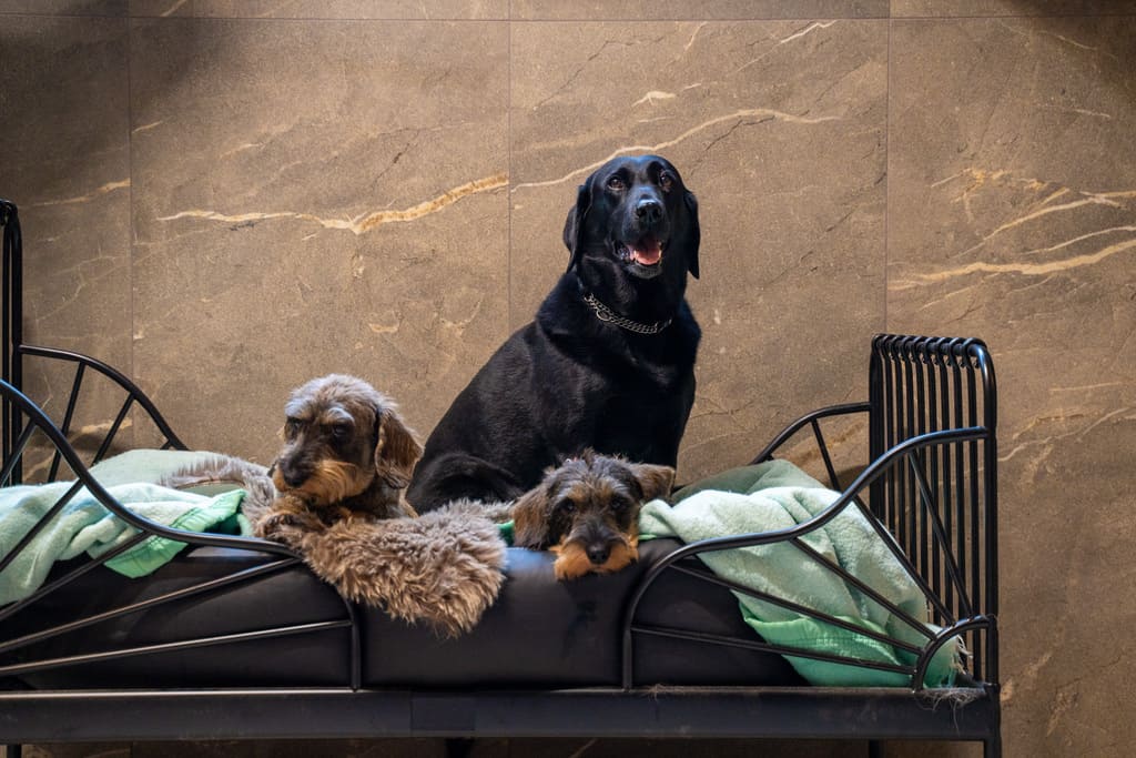 Dierenhotel De Bréborgh