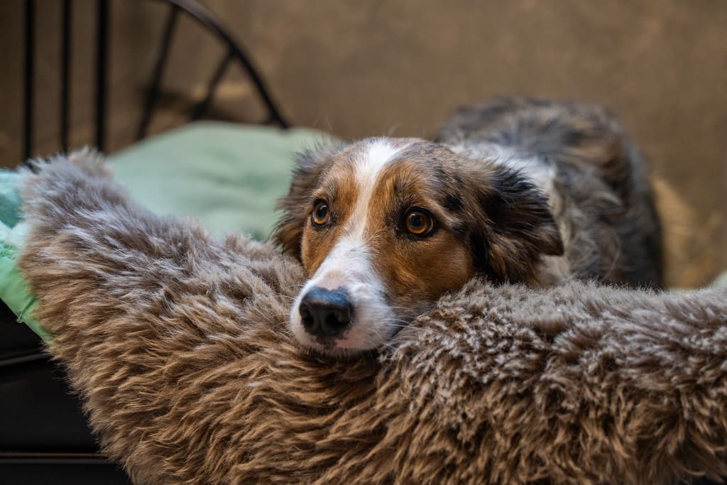 Dierenhotel De Bréborgh