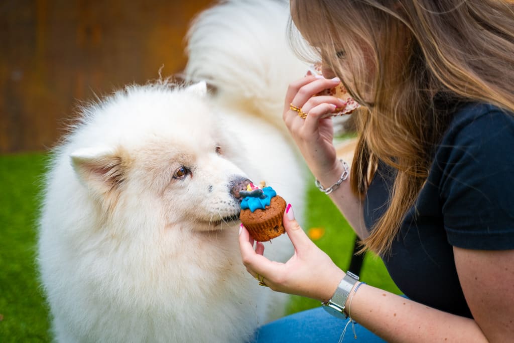 Dierenhotel De Bréborgh