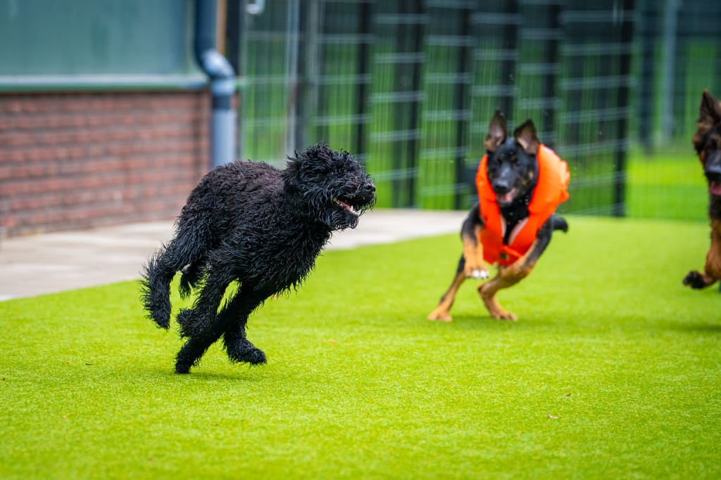 Dierenhotel De Bréborgh