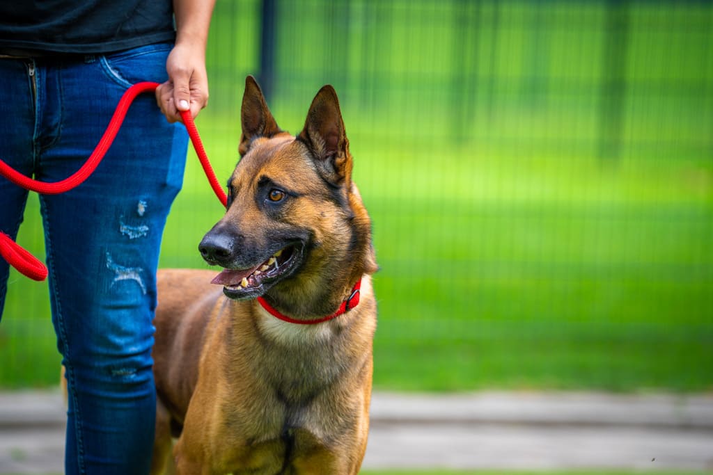 Dierenhotel De Bréborgh