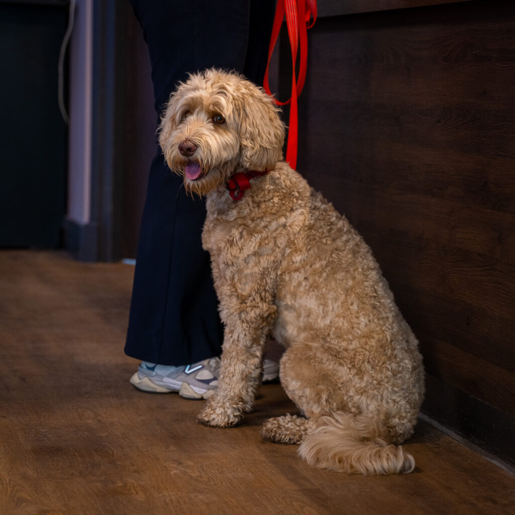 Dierenhotel De Bréborgh